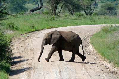 Karibu Tansania Safari